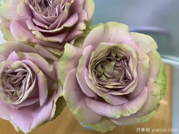 一直在你身邊月季/常伴身側