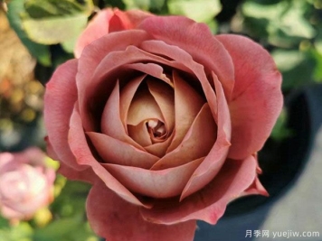 地球末夜月季的優(yōu)缺點(diǎn)是什么？
