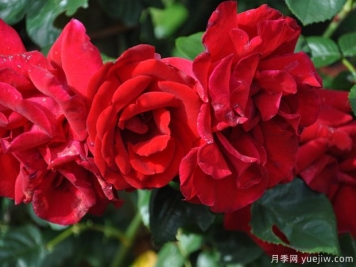 都柏林海灣月季