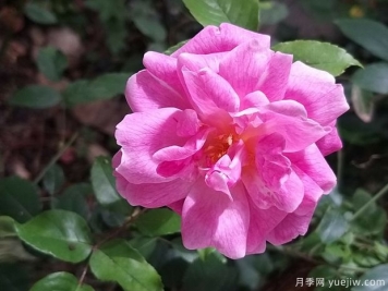 世界古老月季榮譽(yù)殿堂，12個(gè)老月季名人堂品種大全