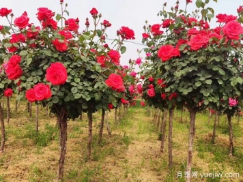 88個(gè)花卉知識點(diǎn)術(shù)語(yǔ)，園林人需要知道