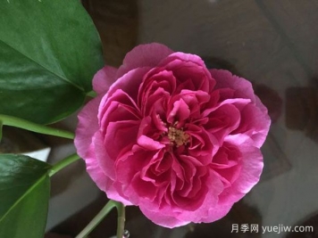 伊芙資產(chǎn)階級月季/伊芙小資情調
