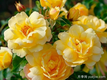 坎德拉月季的優(yōu)缺點(diǎn)是什么？