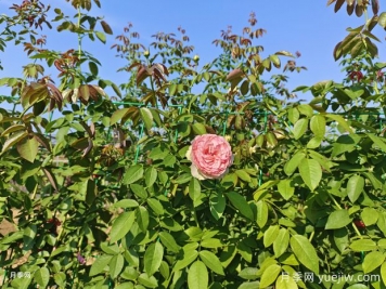 2米高粉龍月季網(wǎng)片批發(fā)，打造爆款花墻