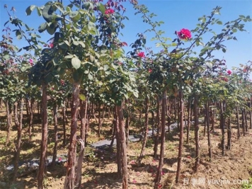 秋季花木移栽時(shí)間和注意措施有哪些？