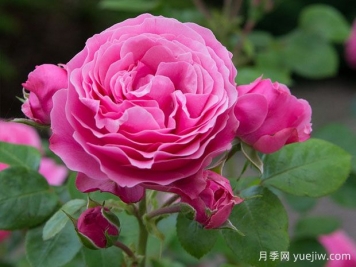 新手網(wǎng)紅花卉演值超高，也要曝光需要接受的缺點(diǎn)