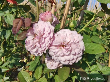  插竹竿美植袋藍色陰雨爬藤月季價(jià)格