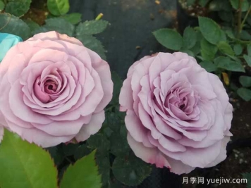 藍色清晨月季