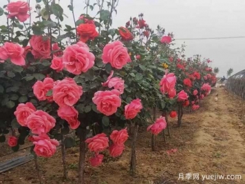 秋季苗木花卉移栽時(shí)節，養護管理要點(diǎn)分享