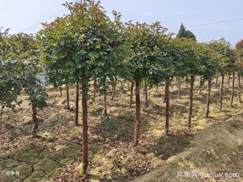 綠化工程花木為何選在秋末10月11月移栽？