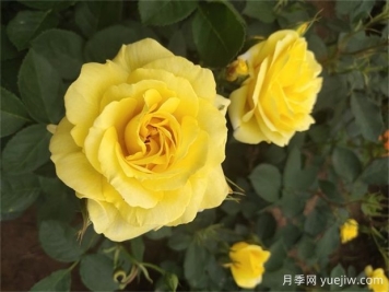 月季遇梅雨季怎么管理？做5個(gè)措施，再也不怕積水爛根