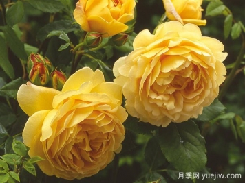 介紹8種超美月季品種，開(kāi)花時(shí)都美到爆