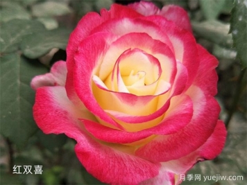 推薦20個(gè)大花月季品種，花大味香，顏值擔當