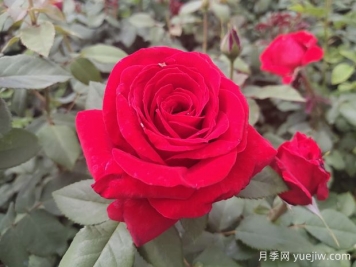 原產(chǎn)中國的玫瑰花(月季花)，是如何成為美國國花的？