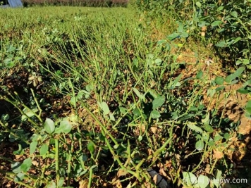 讓大花月季更加茂盛美麗，要學(xué)會(huì )修剪