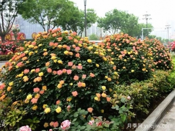 如何使用造型月季為主題打造迷人花園？