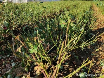 月季開(kāi)花后如何進(jìn)行正確的修剪？