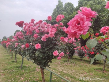如何修剪月季樹(shù)形？打造精美造型的花樹(shù)！