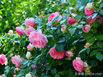 如何通過(guò)月季花來(lái)創(chuàng  )造美麗的庭院景觀(guān)？