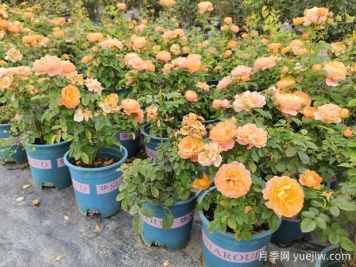 月季花通用養護技巧總結，為啥買(mǎi)來(lái)幾天月季就蔫了？