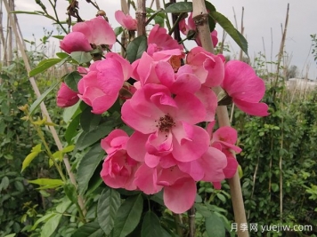 入冬后月季花怎么養？月季花如何才能開(kāi)爆花？