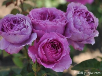 寵愛(ài)芳香月季/愛(ài)慕香水