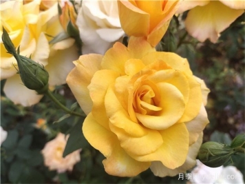 月季花有什么澆水技巧？如何澆水使月季苗茁壯生長(cháng)？