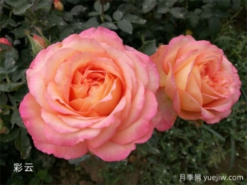 月季專(zhuān)業(yè)知識，分類(lèi)/花型/花色/花香