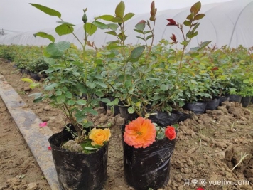 月季修剪秘訣，如何讓月季花開(kāi)得更美更多