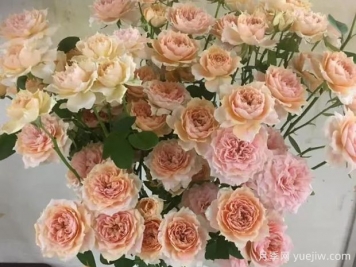 杏色啦啦隊長(cháng)月季/杏色拉拉隊