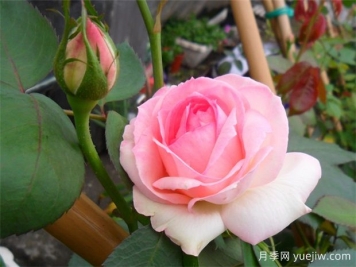 內粉外白 包子花型 粉色龍沙寶石稱(chēng)霸藤本月季界十年