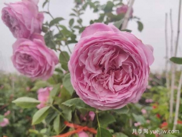 推薦5款經(jīng)典歐月月季，皮實(shí)好養，花大花美