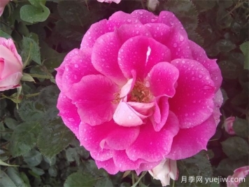 月季花的開(kāi)花持續時(shí)間有多長(cháng)？
