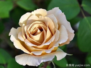 黃油硬糖月季的優(yōu)缺點(diǎn)是什么？