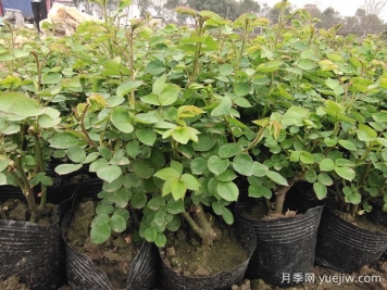 讓盆栽月季重復開(kāi)花要掌握什么措施？