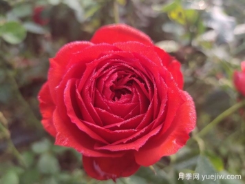 紅蘋(píng)果月季