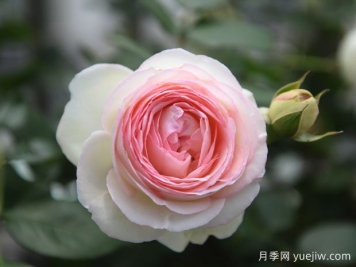 藤本月季哪款月季惹人愛(ài)？必須是龍沙寶石