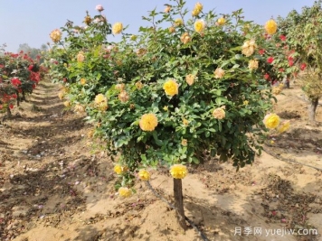 歐月樹(shù)狀月季基地批發(fā)，不一樣的月季樹(shù)
