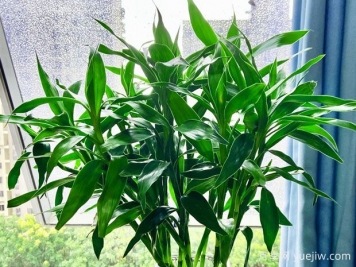 常見(jiàn)的8種風(fēng)水竹，分別是什么？