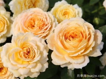 冬季月季花卉施肥全攻略，春天開(kāi)爆盆