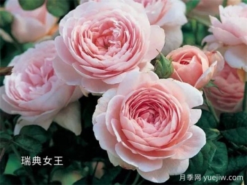 100種月季玫瑰品種圖鑒大全，你認識有沒(méi)有超過(guò)10個(gè)？