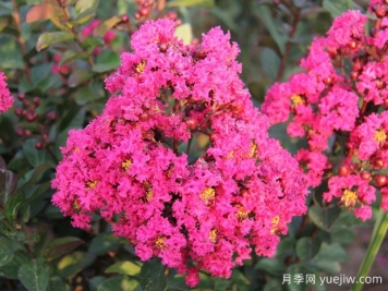 要想紫薇開(kāi)花好，冬季修剪要認真做