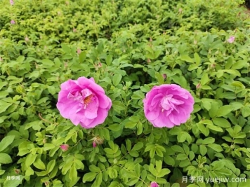 月季花和玫瑰花有區別嗎？