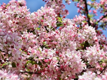 花園小路兩邊種什么樹(shù)？推薦6種開(kāi)花苗木