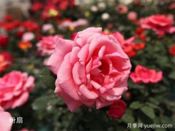 聞花識月季，月季分類(lèi)與文化