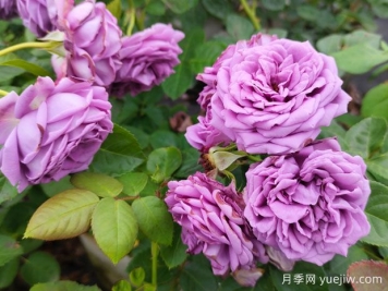 花店的玫瑰是切花月季，如何認清月季與玫瑰、薔薇的區別