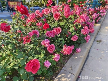 花壇和花境是什么？有什么區別？