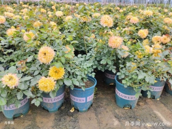 月季花標準加侖盆的尺寸是多少？