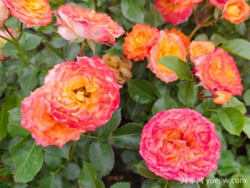 月季花為什么要靠藥物生長(cháng)？常見(jiàn)病蟲(chóng)害如何防治？