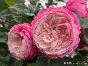 養月季花真的很難嗎？